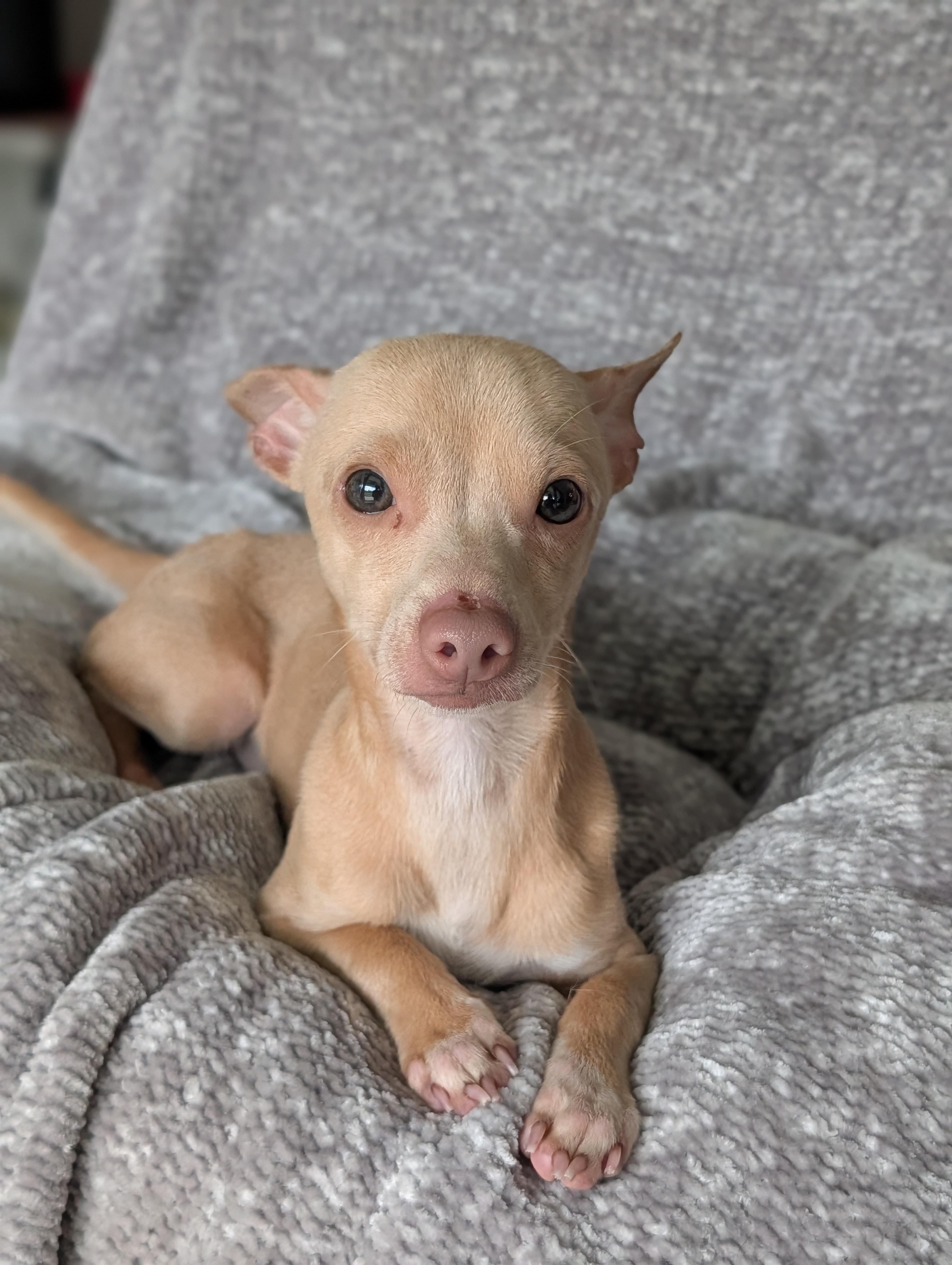 Milton, an adopted mixed breed in Baton Rouge, LA image 2/4