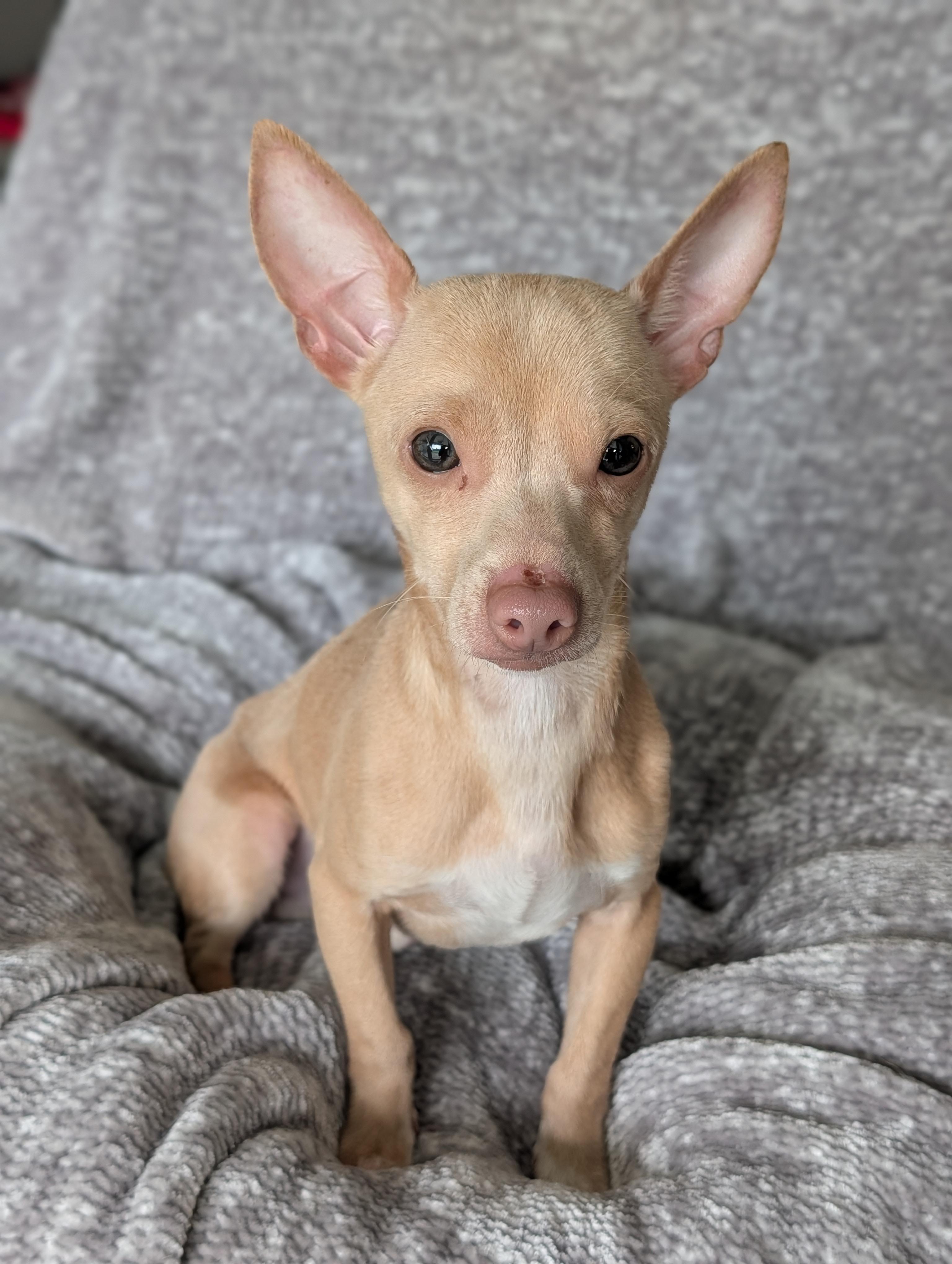 Milton, an adopted mixed breed in Baton Rouge, LA image 4/4