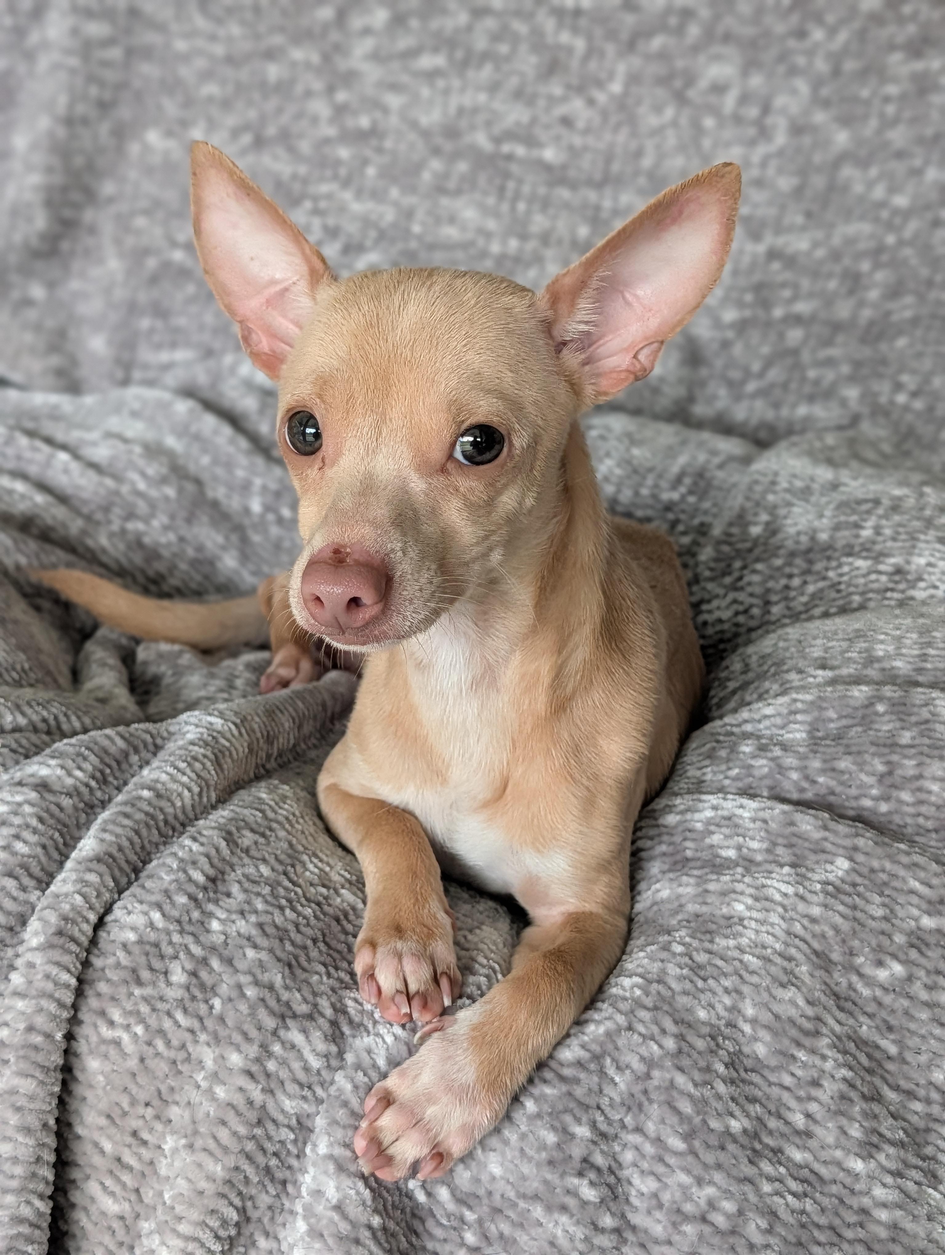 Milton, adopted, Adult Male Chihuahua.