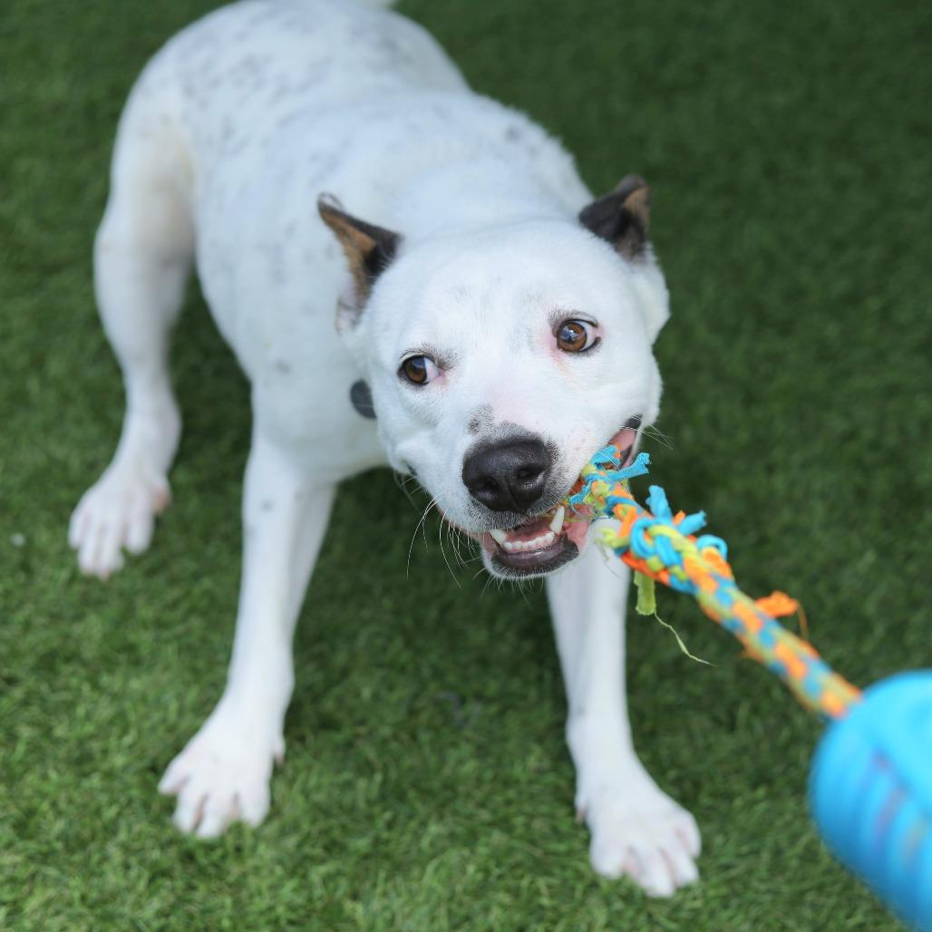 Adidas, Adoptable, Adult Male Australian Cattle Dog / Blue Heeler & Mixed Breed.