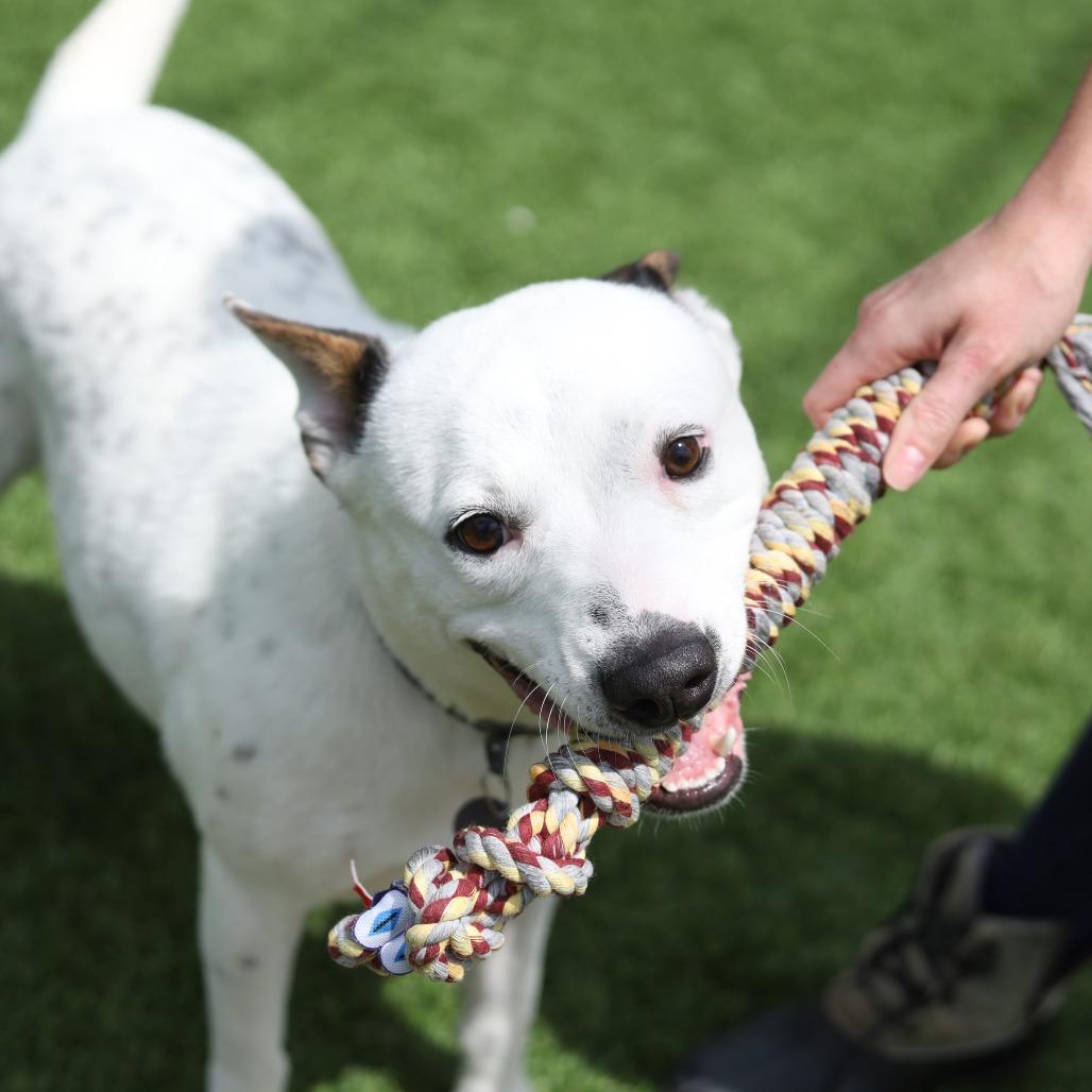 Adidas, a Adoptable mixed breed in Evansville, IN image 2/6