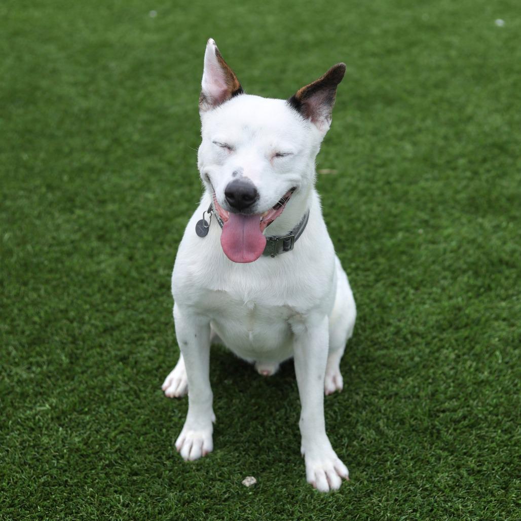 Enlarge Adidas, a Adoptable mixed breed in Evansville, IN image 2/6