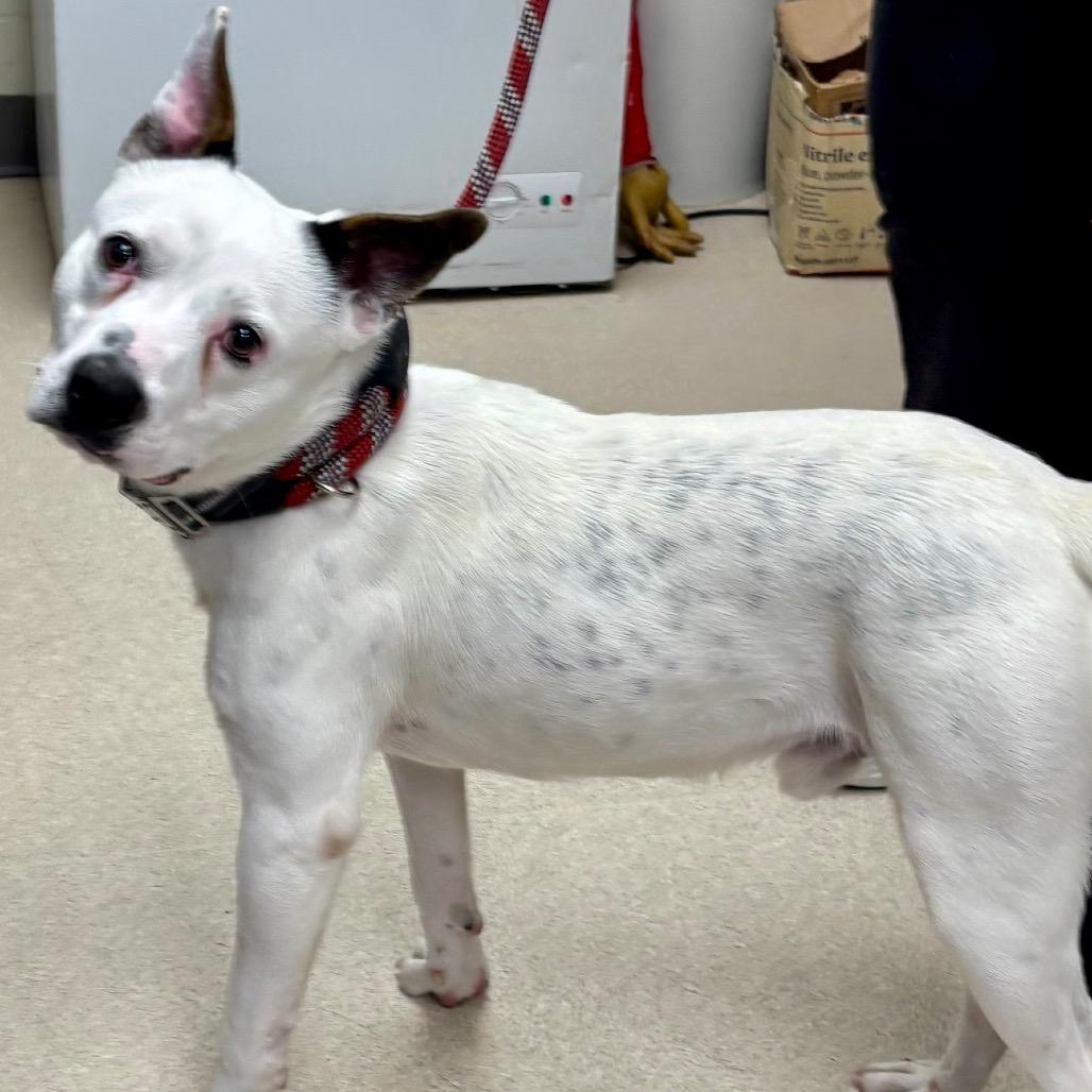 Enlarge Adidas, a Adoptable mixed breed in Evansville, IN image 1/3