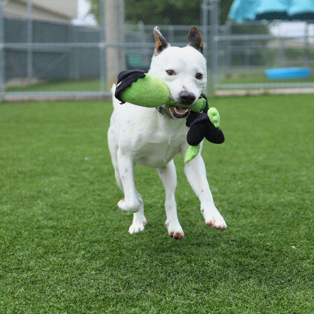 Enlarge Adidas, a Adoptable mixed breed in Evansville, IN image 3/6