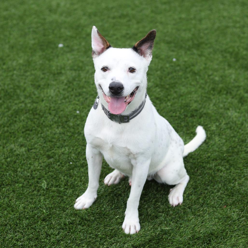 Enlarge Adidas, a Adoptable mixed breed in Evansville, IN image 4/6