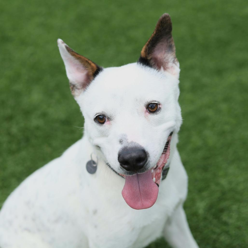 Enlarge Adidas, a Adoptable mixed breed in Evansville, IN image 5/6