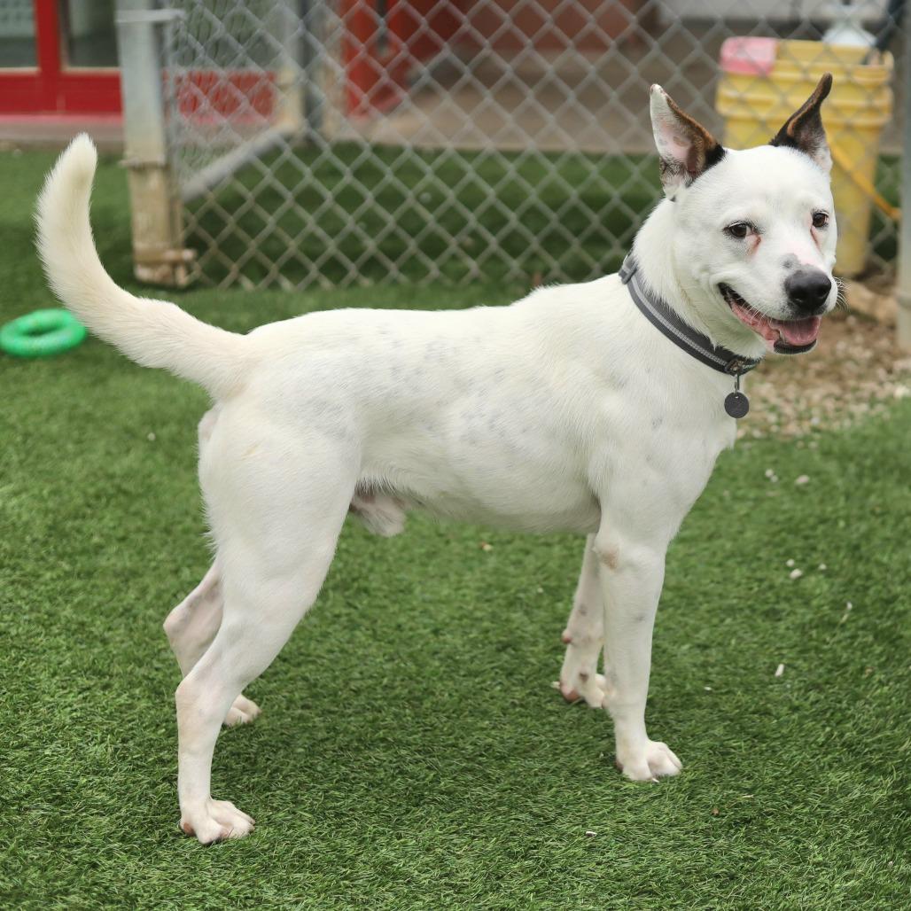 Enlarge Adidas, a Adoptable mixed breed in Evansville, IN image 2/3