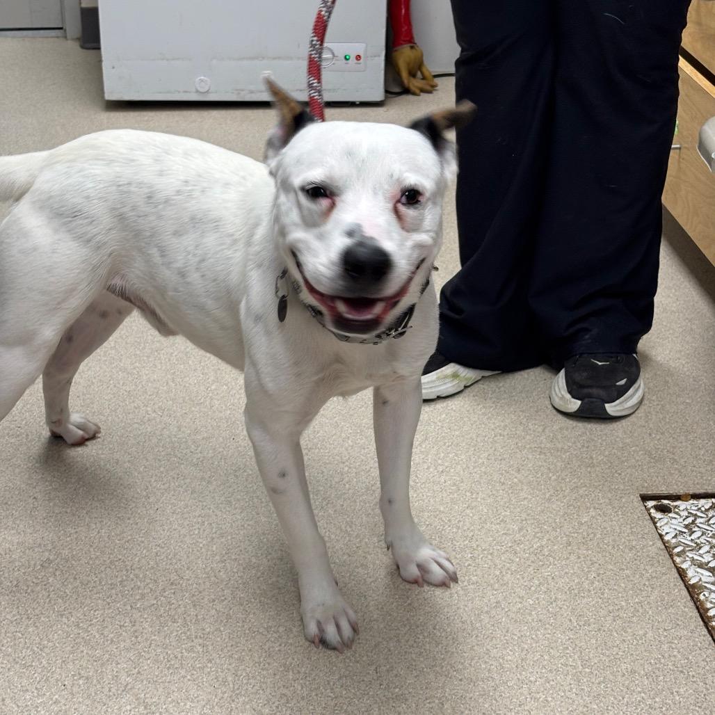 Enlarge Adidas, a Adoptable mixed breed in Evansville, IN image 3/3