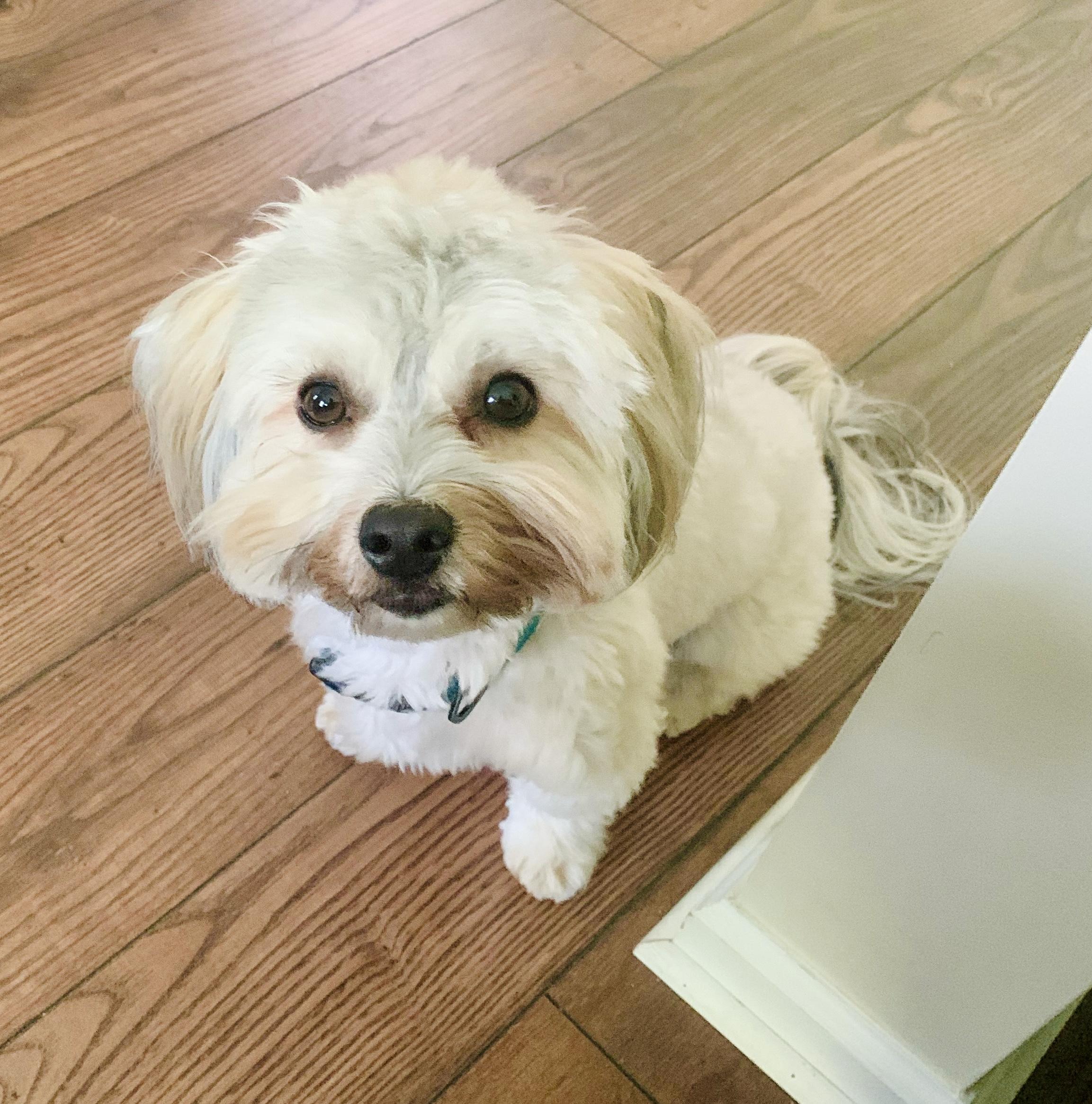 Enlarge Whiskey, an adopted Havanese in Bethel, CT image 2/4