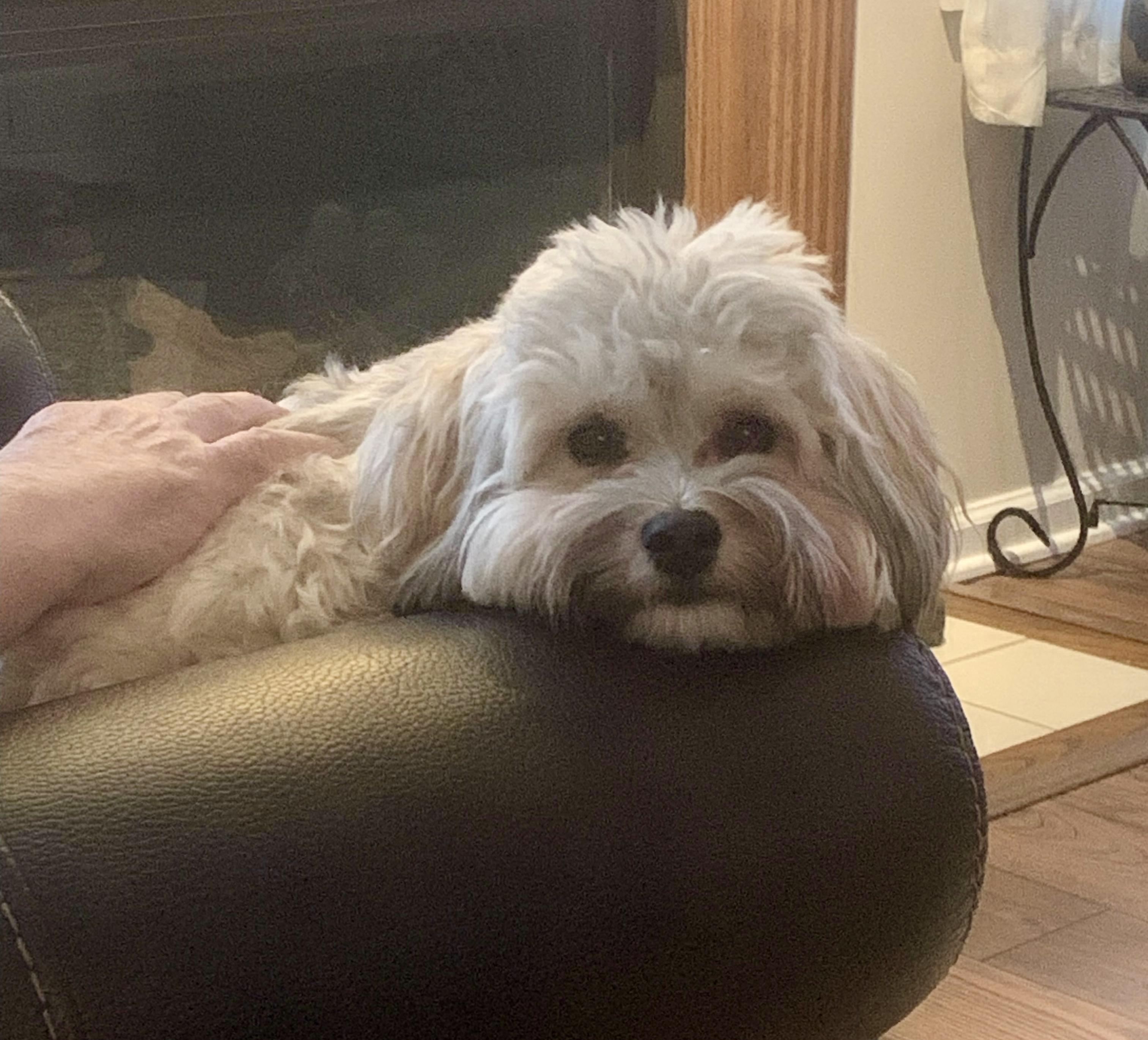 Enlarge Whiskey, an adopted Havanese in Bethel, CT image 4/4