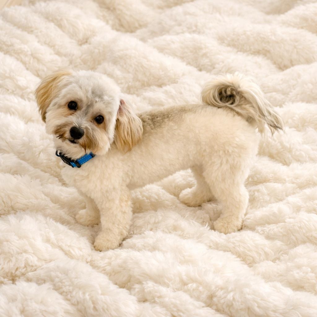 Whiskey, adopted, Young Male Havanese.