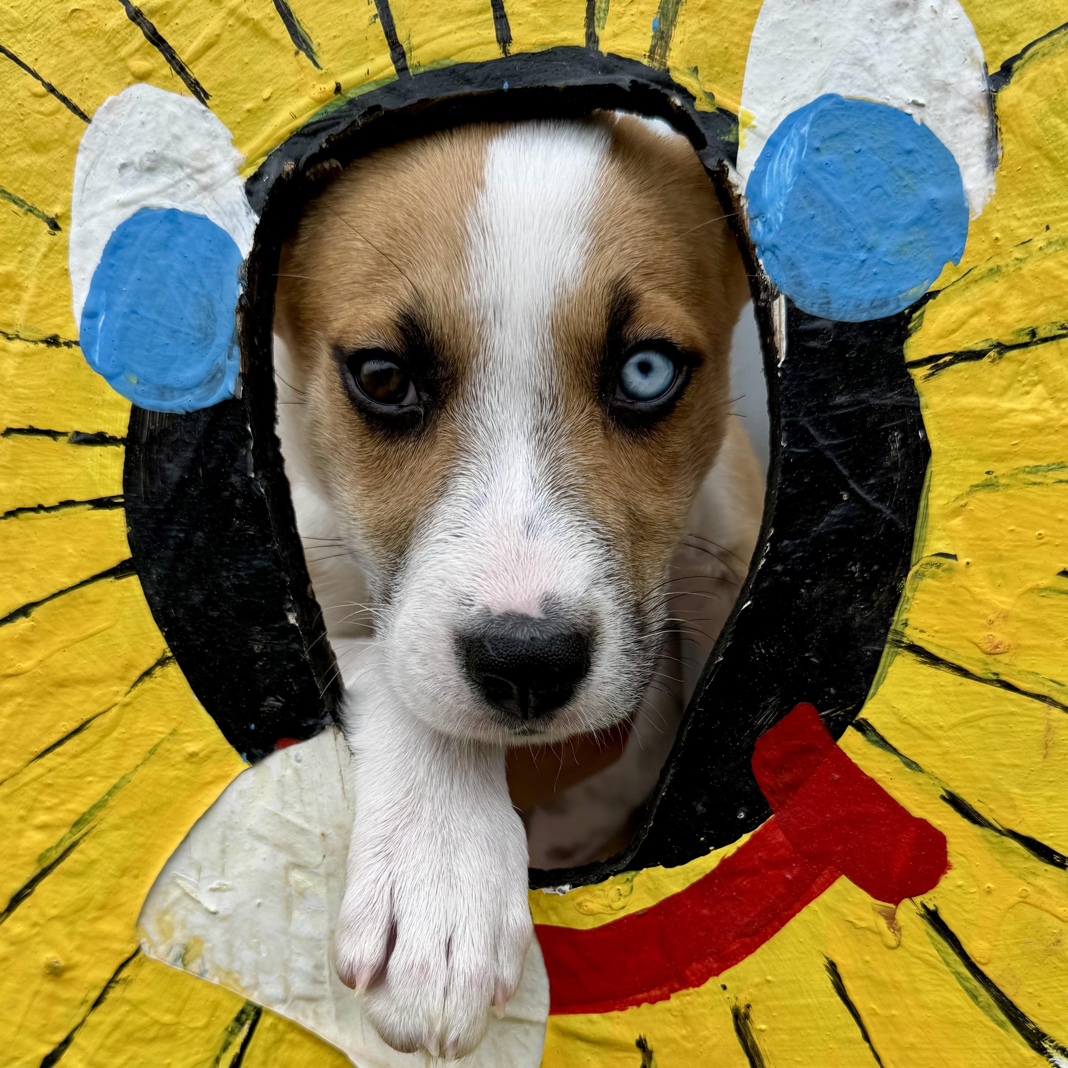 Athena, a Adoptable mixed breed in Richmond, VA image 4/6