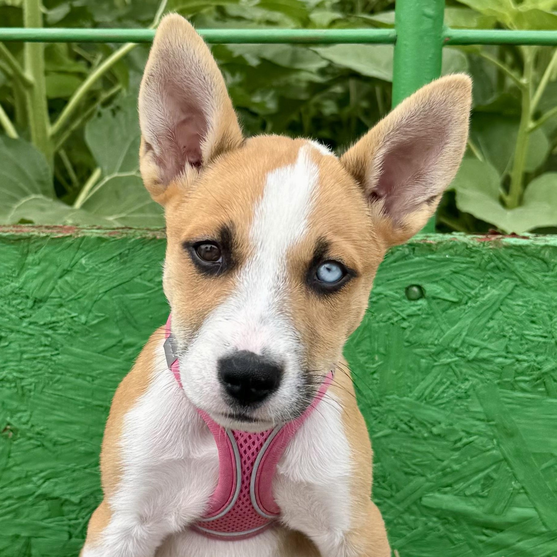 Athena, a Adoptable mixed breed in Richmond, VA image 1/6
