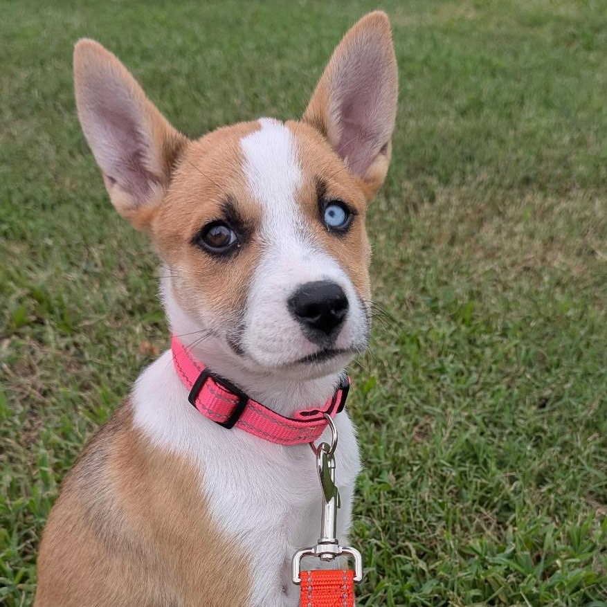 Athena, a Adoptable mixed breed in Richmond, VA image 3/6