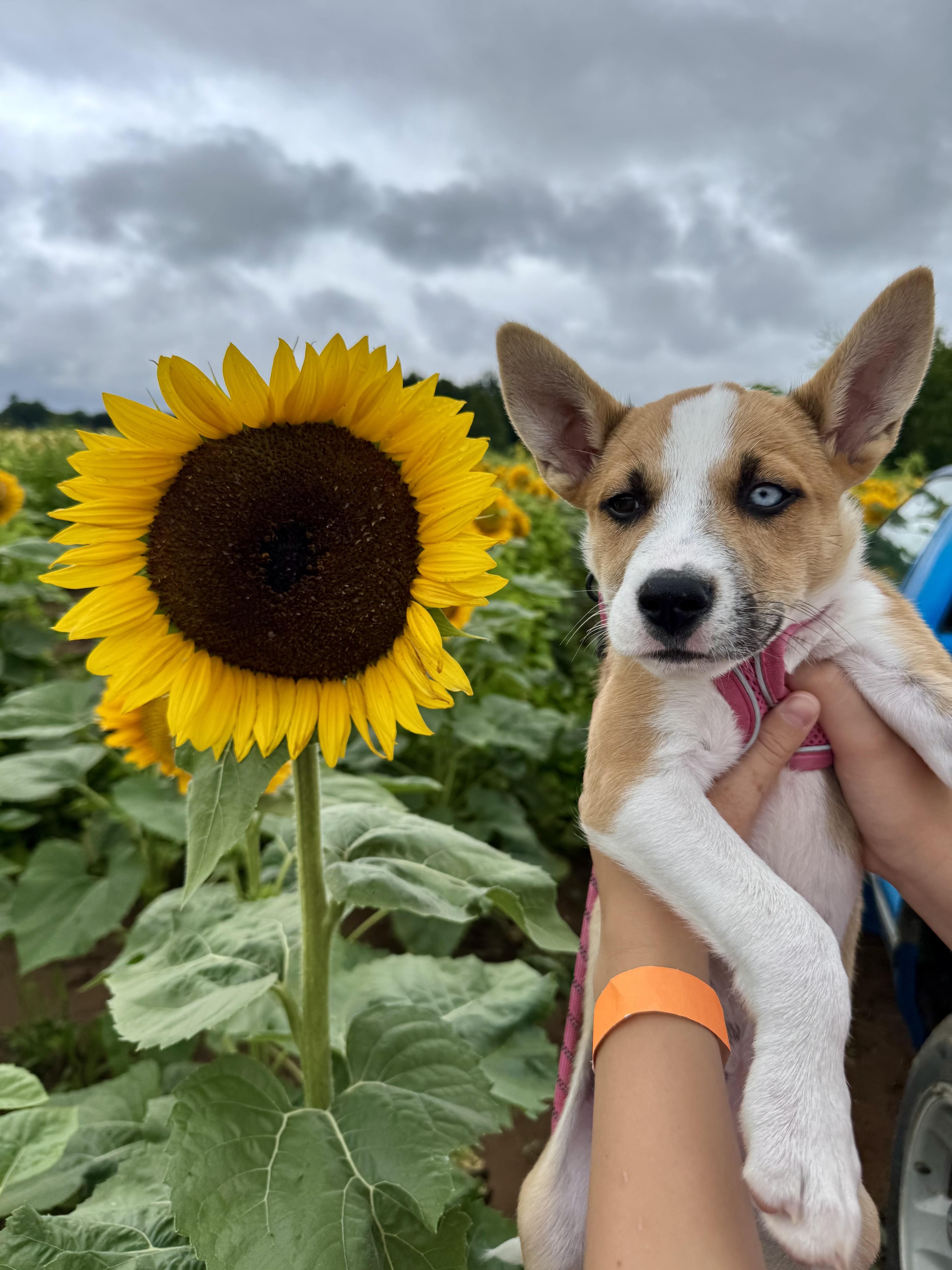Athena, a Adoptable mixed breed in Richmond, VA image 2/6