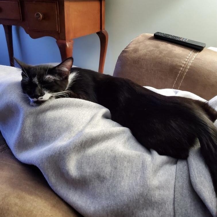 Enlarge Mittens (sisters= Ebony & Socks), a Adoptable Domestic Short Hair in Cortland, NY image 2/5