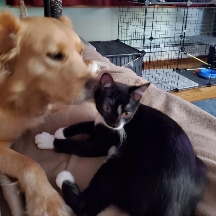 Enlarge Mittens (sisters= Ebony & Socks), a Adoptable Domestic Short Hair in Cortland, NY image 5/5