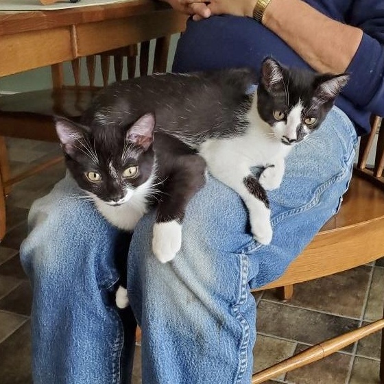 Enlarge Mittens (sisters= Ebony & Socks), a Adoptable Domestic Short Hair in Cortland, NY image 4/5