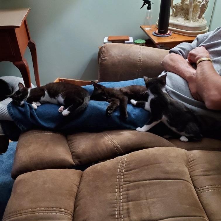 Enlarge Mittens (sisters= Ebony & Socks), a Adoptable Domestic Short Hair in Cortland, NY image 3/5