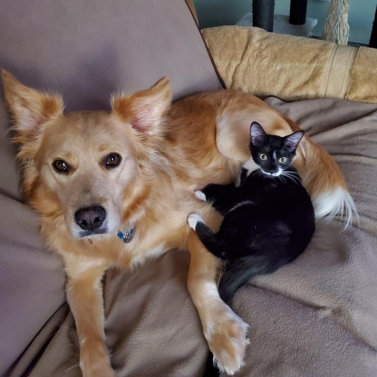 Mittens (sisters= Ebony & Socks), Adoptable, Kitten Female Domestic Short Hair.