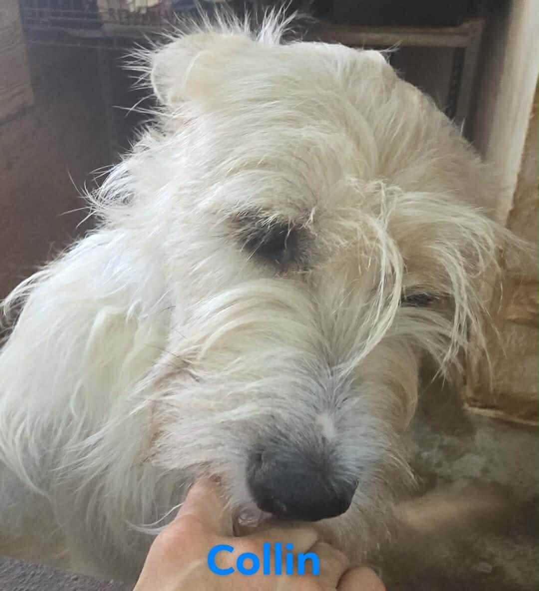Enlarge Collin, a Adoptable mixed breed in Windsor, CO image 1/5