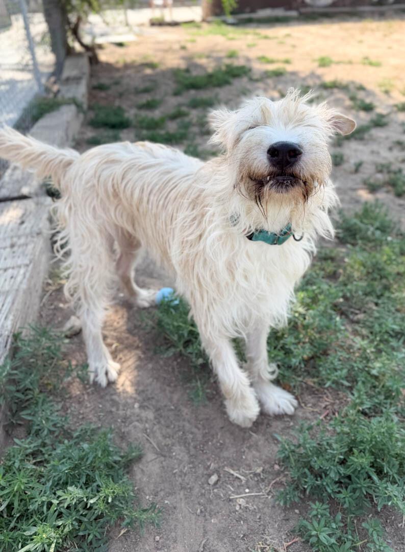 Enlarge Collin, a Adoptable mixed breed in Windsor, CO image 2/5