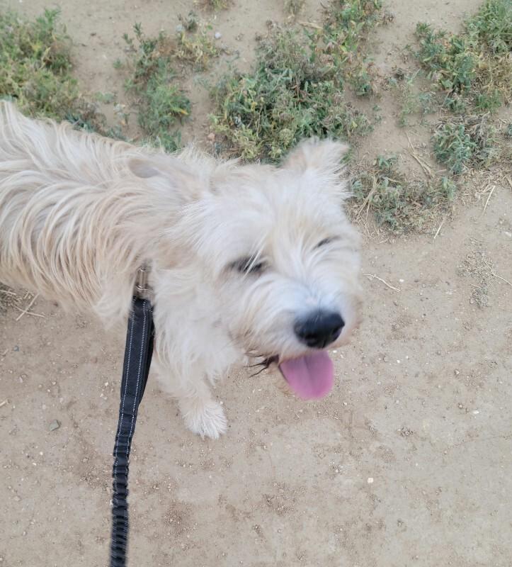 Enlarge Collin, a Adoptable mixed breed in Windsor, CO image 3/5
