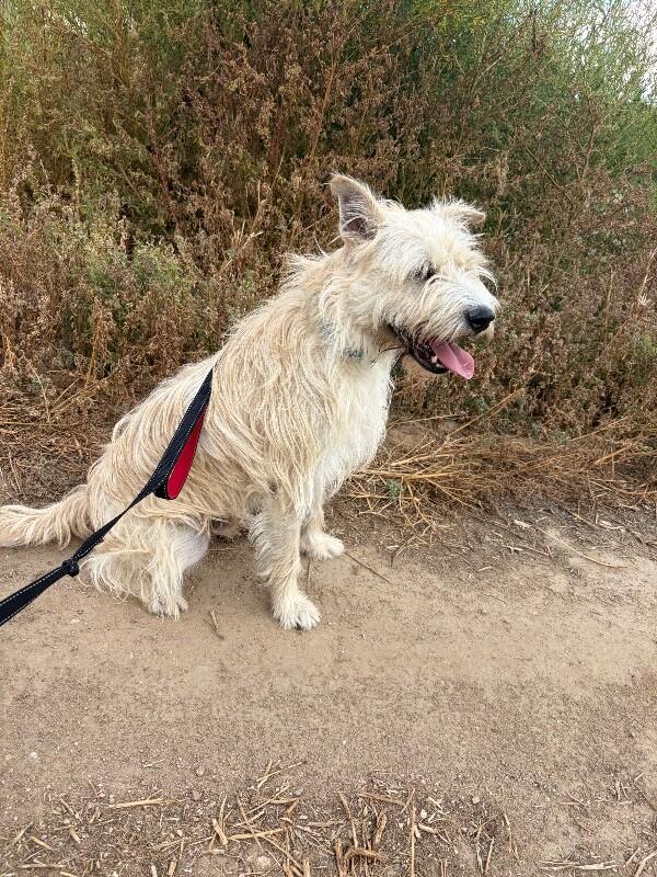 Enlarge Collin, a Adoptable mixed breed in Windsor, CO image 4/5
