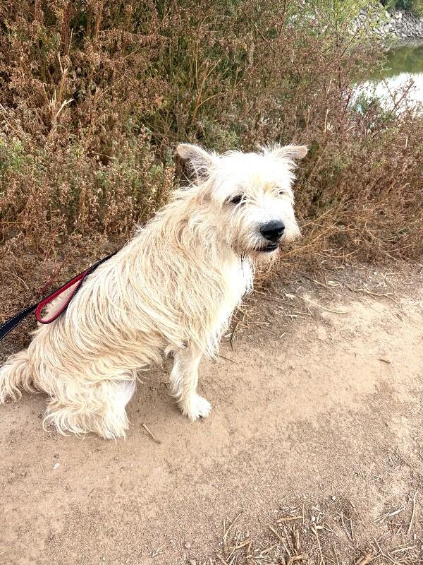 Enlarge Collin, a Adoptable mixed breed in Windsor, CO image 5/5
