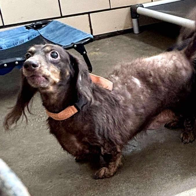 Ferris Bueller, Adoptable, Senior Male Mixed Breed.