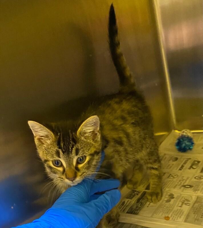 Enlarge Jett, a Adoptable Domestic Short Hair in Jackson, TN image 1/1