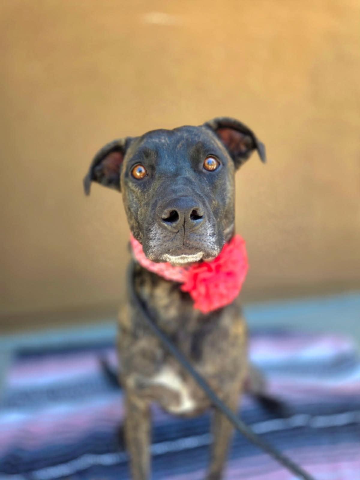 Niihau, a Adoptable mixed breed in Temecula, CA image 1/2
