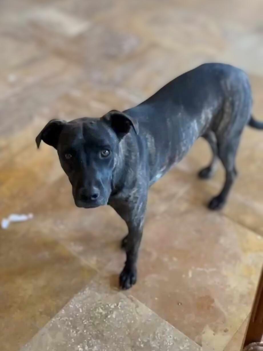 Niihau, a Adoptable mixed breed in Temecula, CA image 2/2