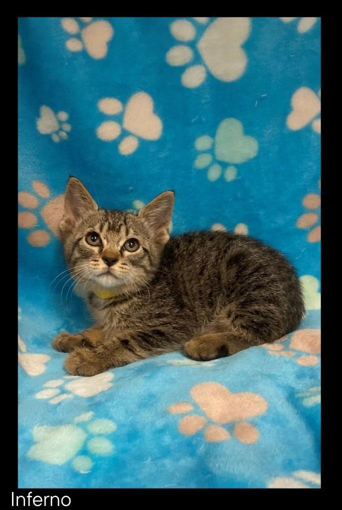 Inferno, Adoptable, Kitten Male Domestic Short Hair.