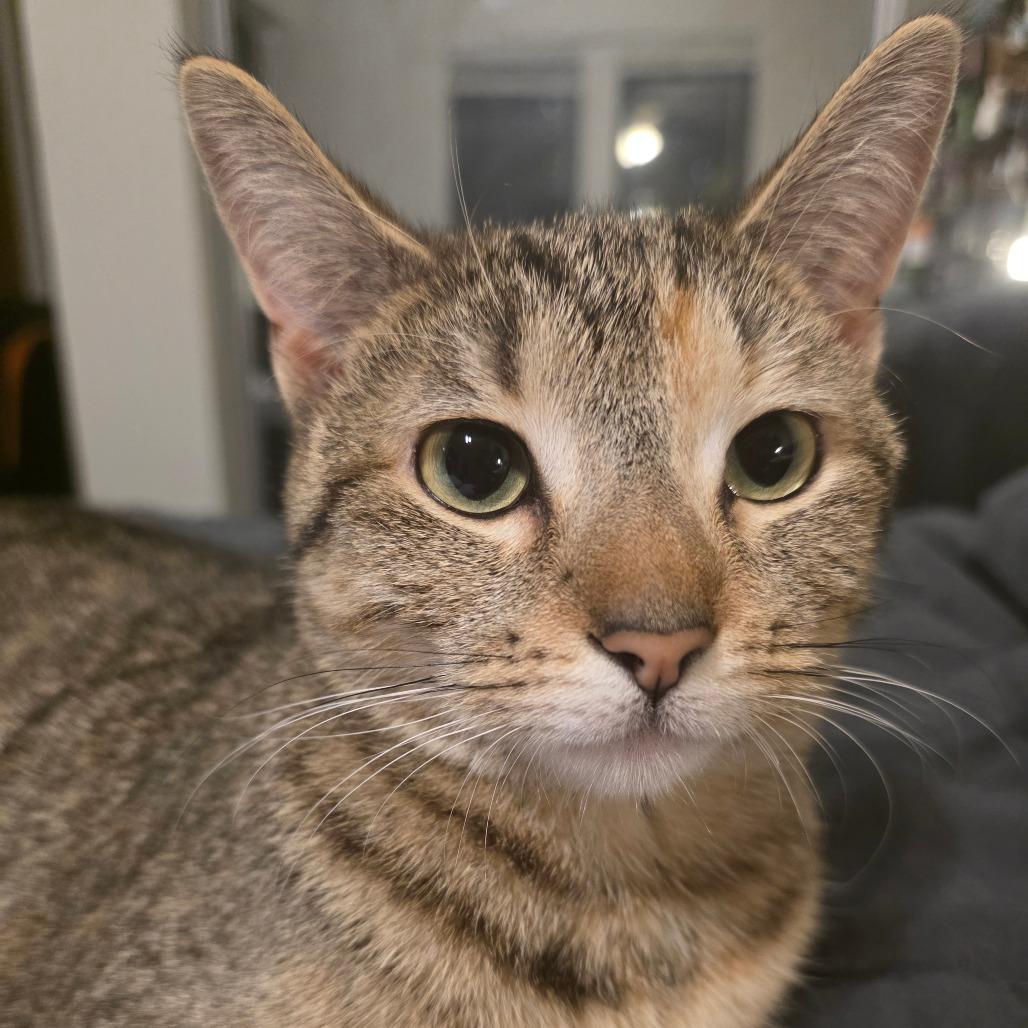 Nala, Adoptable, Young Female Domestic Short Hair.