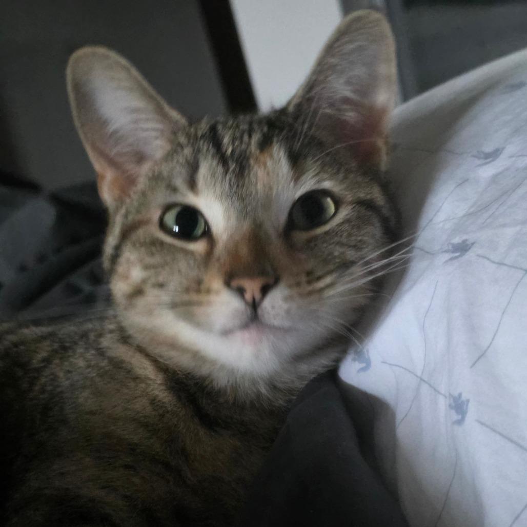 Nala, a Adoptable Domestic Short Hair in Chicago, IL image 2/6