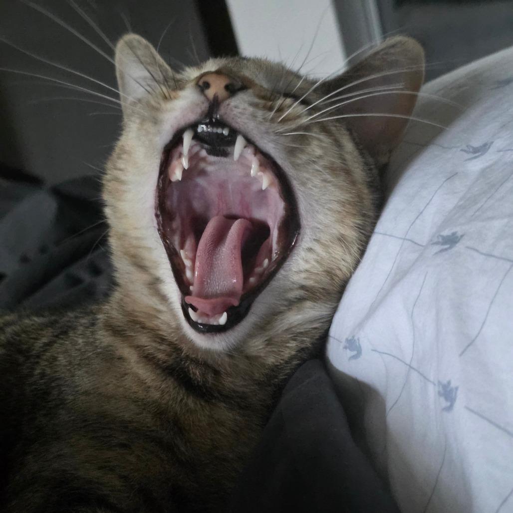 Nala, a Adoptable Domestic Short Hair in Chicago, IL image 3/6