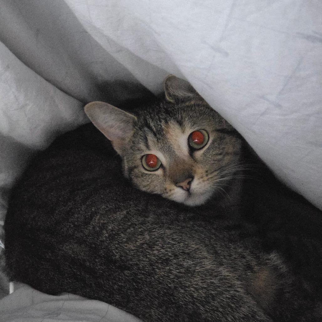 Nala, a Adoptable Domestic Short Hair in Chicago, IL image 4/6