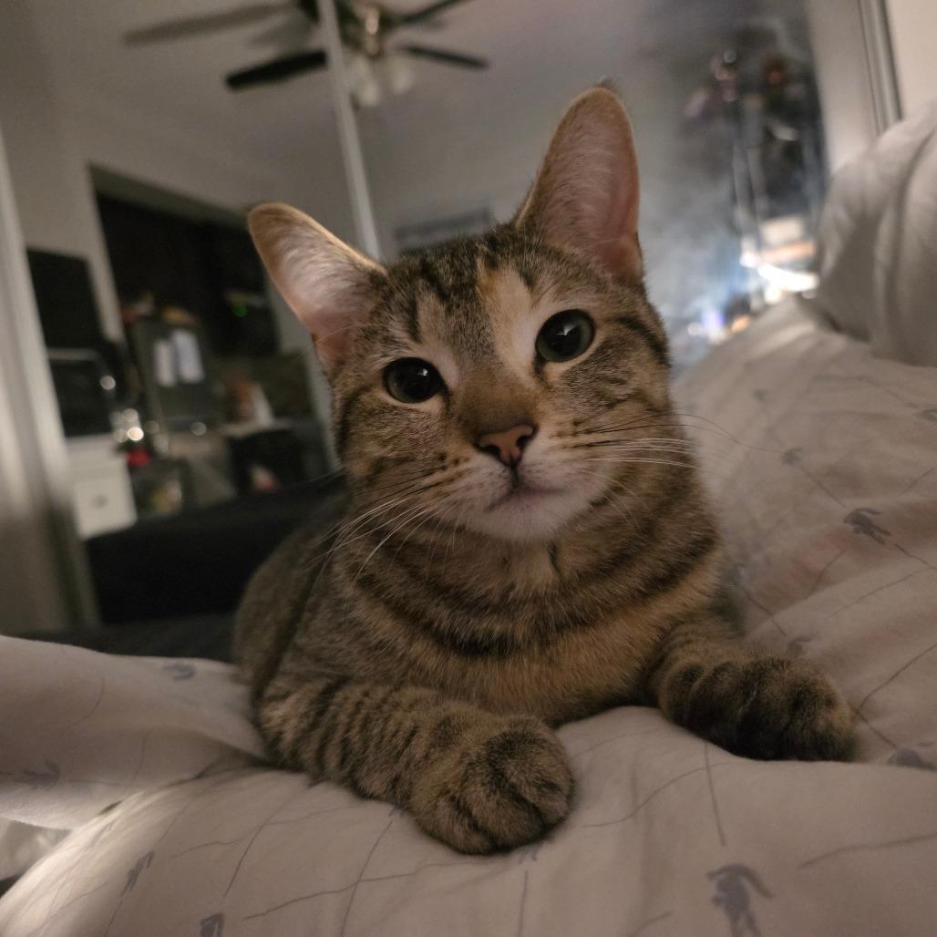 Nala, a Adoptable Domestic Short Hair in Chicago, IL image 5/6