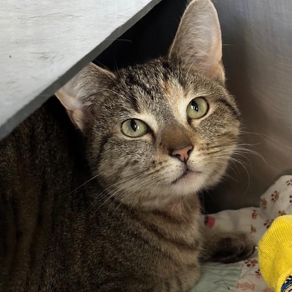 Nala, a Adoptable Domestic Short Hair in Chicago, IL image 6/6