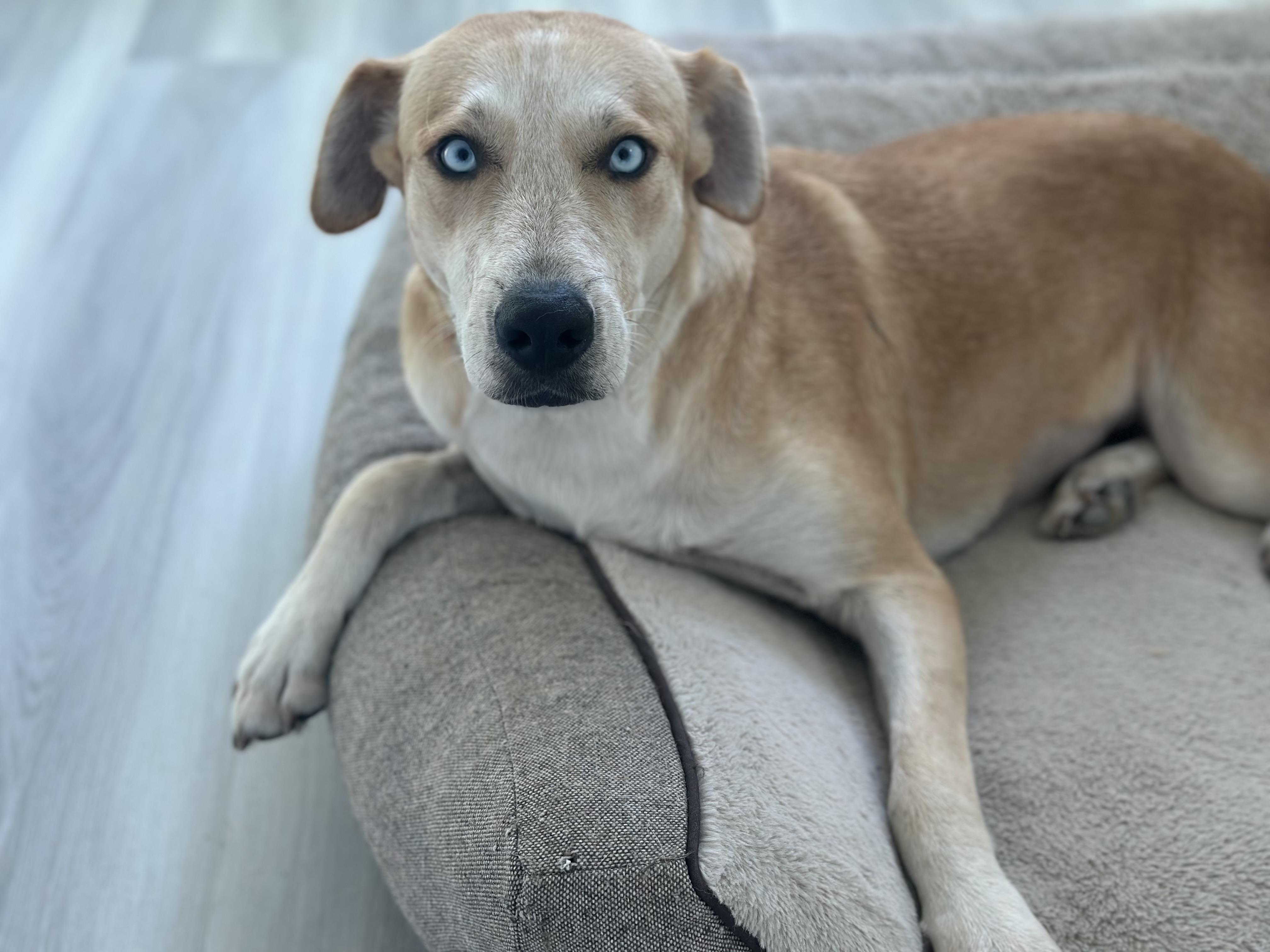 Winnie, an adoptable Labrador Retriever in Brule , NE, 69127 | Photo Image 5