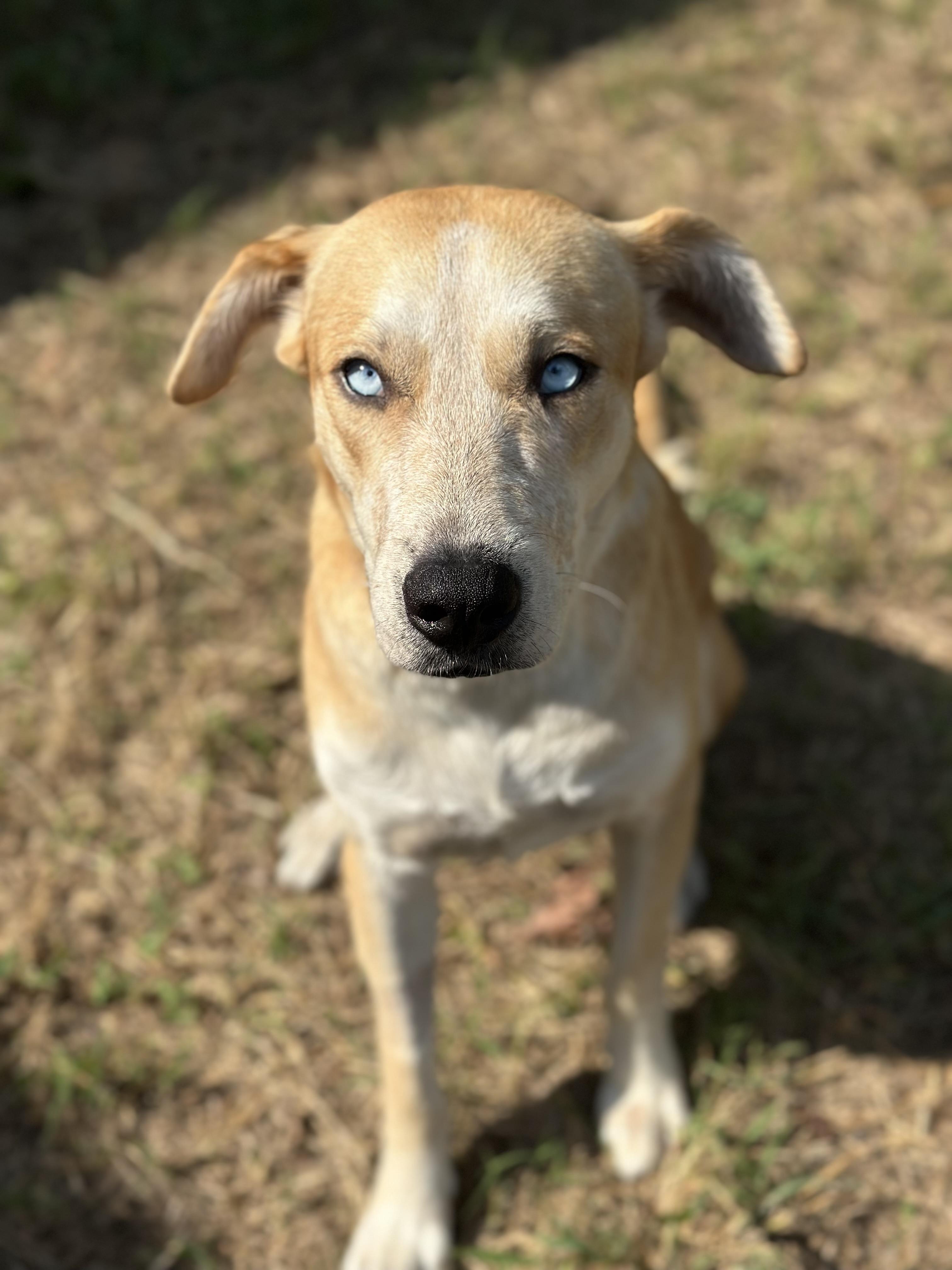 Winnie, an adoptable Labrador Retriever in Brule , NE, 69127 | Photo Image 2