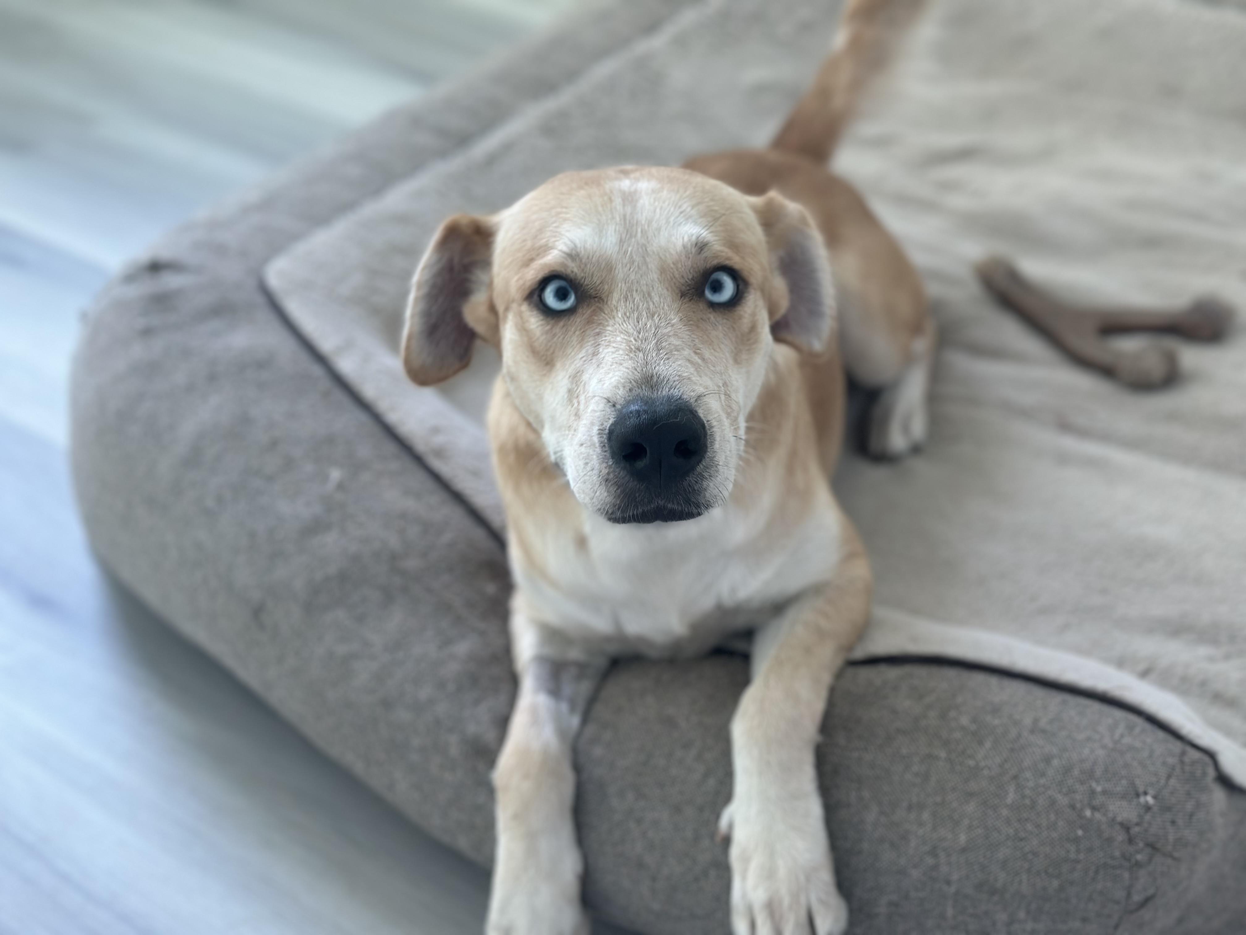 Winnie, an adoptable Labrador Retriever in Brule , NE, 69127 | Photo Image 1
