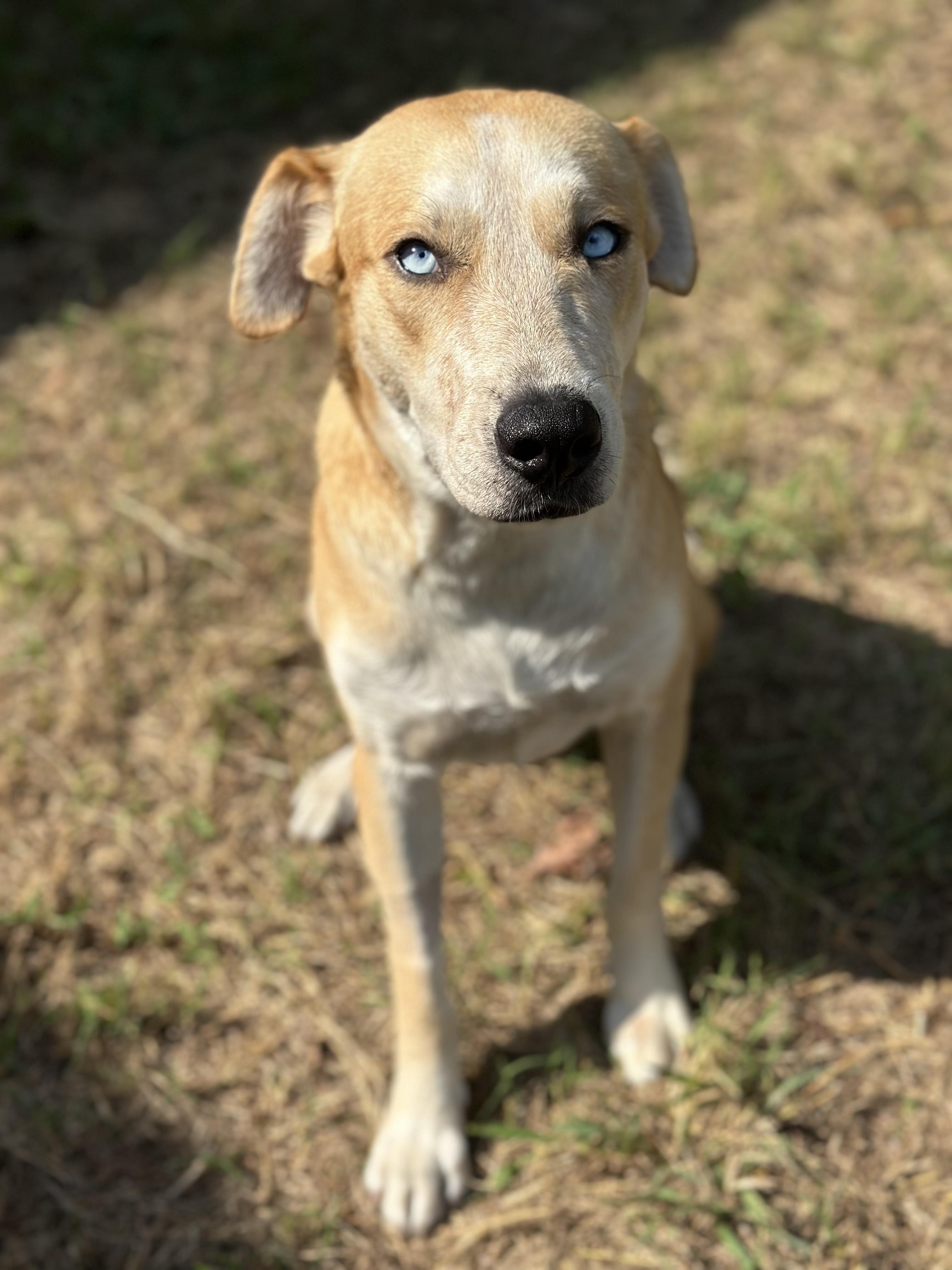 Winnie, an adoptable Labrador Retriever in Brule , NE, 69127 | Photo Image 4