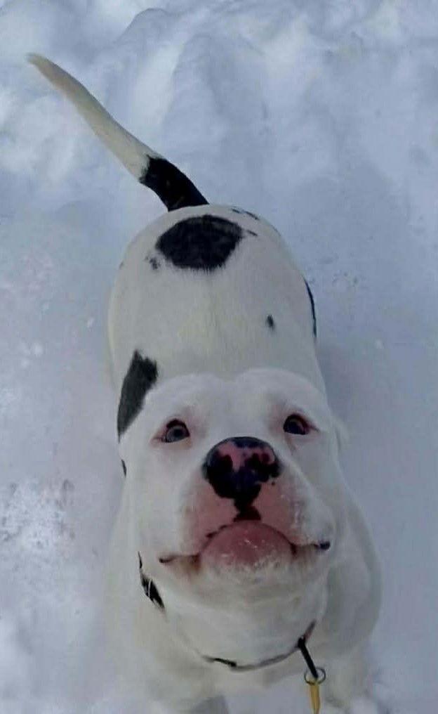 Cheery, Adoptable, Young Female Pit Bull Terrier.