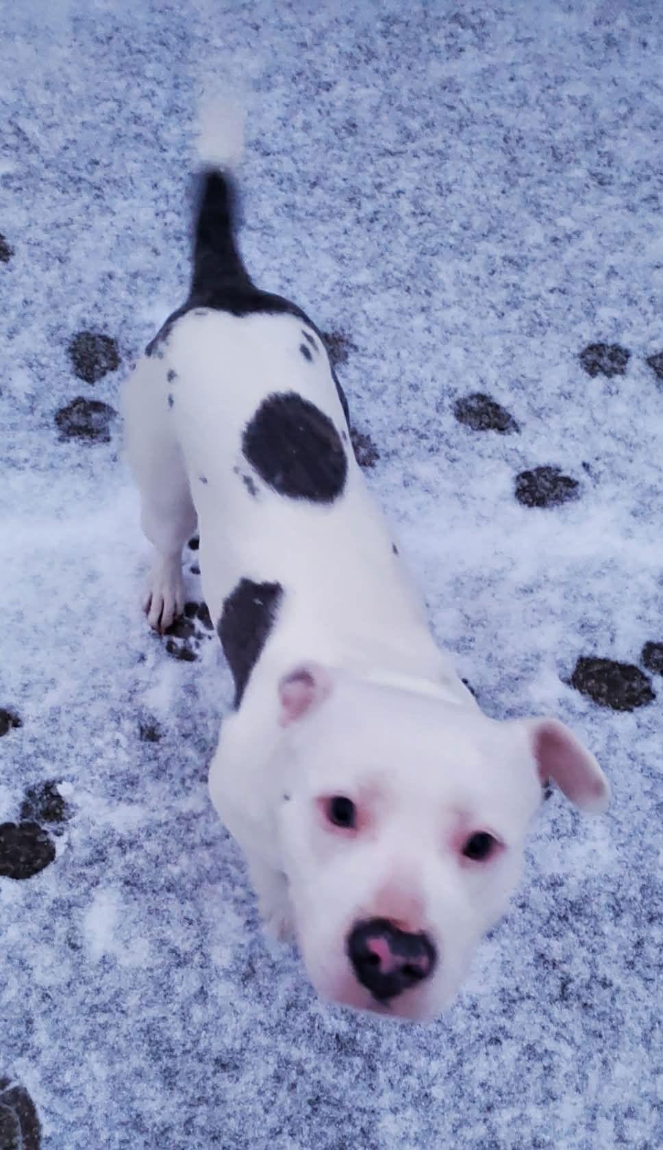 Cheery, Adopted, Young Female Pit Bull Terrier.