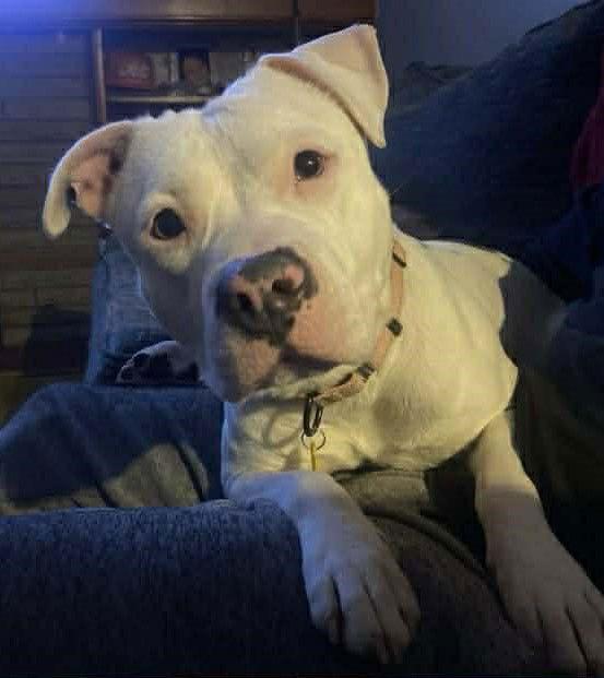 Enlarge Cheery, a Adoptable Pit Bull Terrier in Strongsville, OH image 3/3