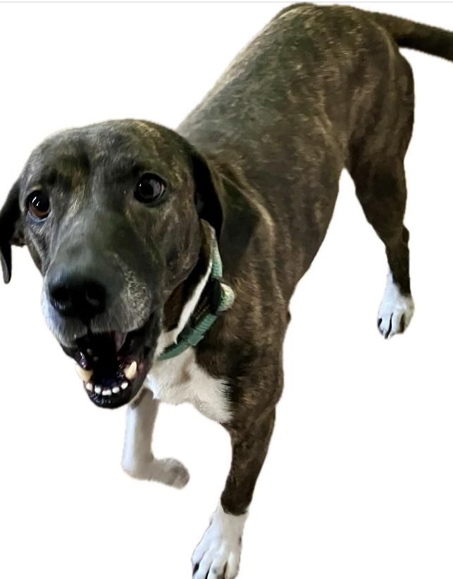 Sheila, ADOPTABLE, Adult Female Plott Hound & Boxer.