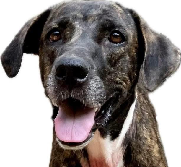 Sheila, a ADOPTABLE mixed breed in Shreveport, LA image 2/2