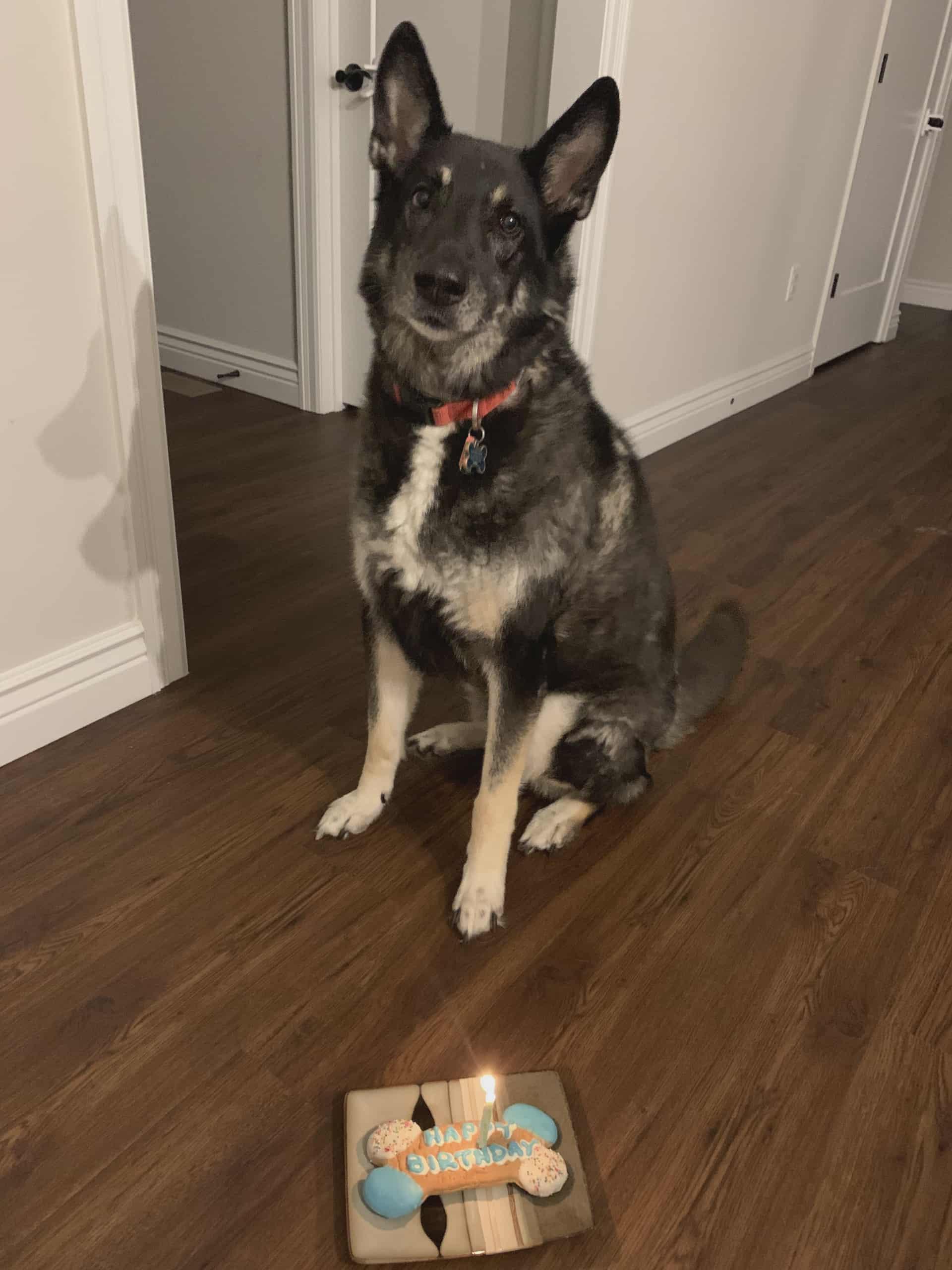 Oliver, Adoptable, Senior Male German Shepherd Dog & Husky.